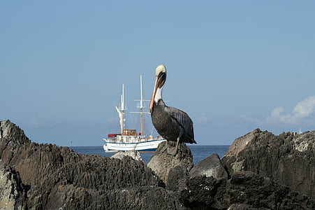 pelikan, boot, travel, galapagos, lake, sea, ship