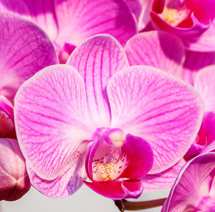 Orchid, roosa, detail, lill, kroonleht, õite, roosa värv
