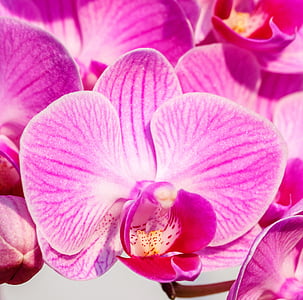 Orchid, vaaleanpunainen, yksityiskohta, kukka, terälehti, kukka head, vaaleanpunainen väri