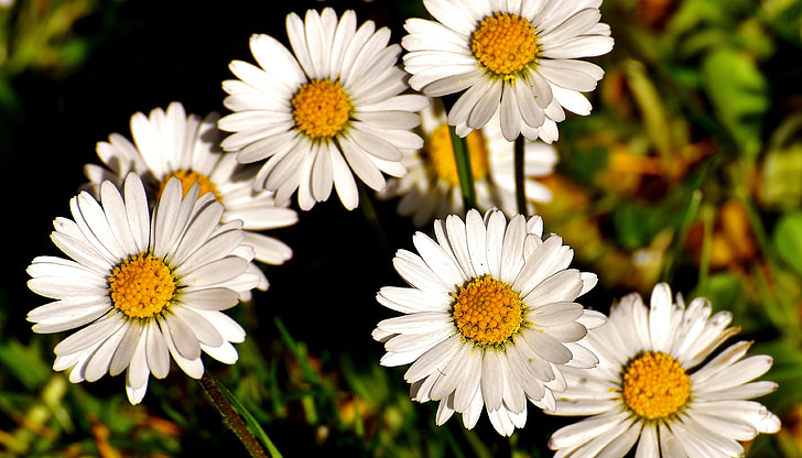 Daisy, Meadow, nở hoa, Hoa, mùa xuân, Thiên nhiên, trắng
