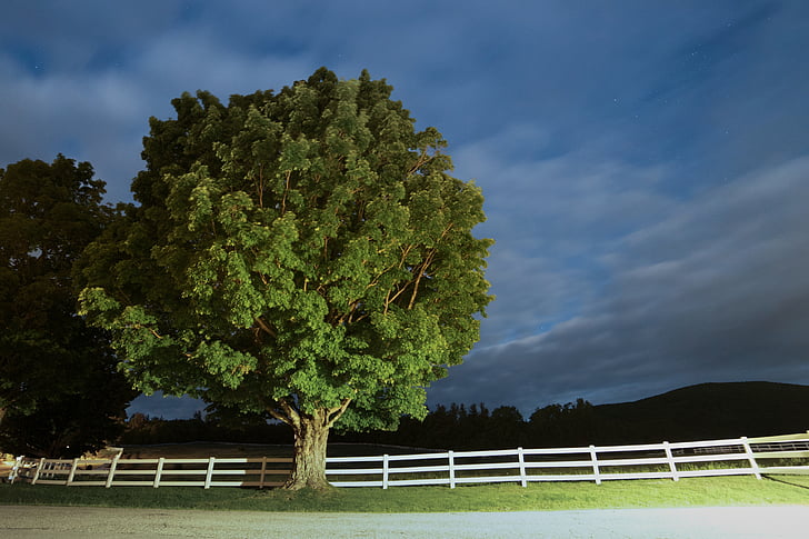 night, tree