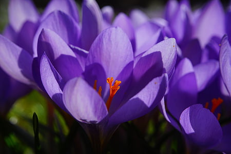 crocus, flower, spring, bühen, purple, blossom, bloom