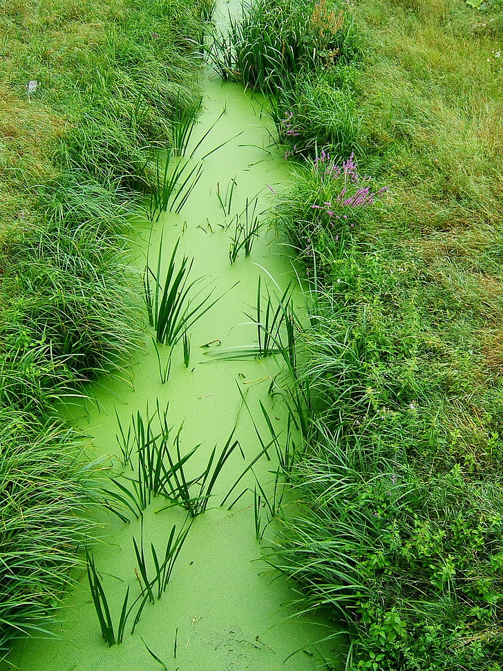 zelena, trava, priroda, tok, Žabinec, obrastao, zelena boja