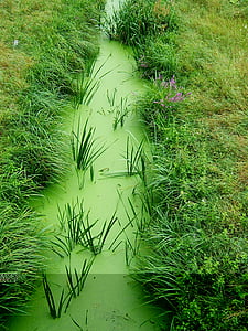 žalia, žolės, Gamta, srautas, Žabinec, apaugę, žalios spalvos