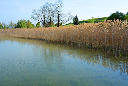 landscape, reed, bank, lake, nature, water, rest