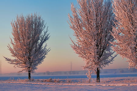vinter, morgonsolen, träd, snö, kall is, dimma, humör