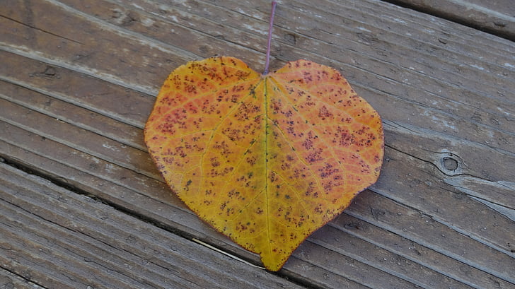 liść, jesień, upadek, Natura, sezon, kolorowe, Fallen