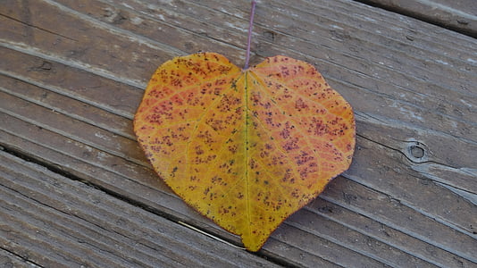 Leaf, hösten, faller, naturen, säsong, färgglada, fallit