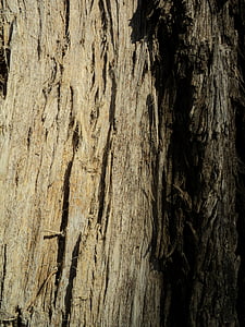 árbol, tronco de árbol, corteza, naturaleza, tronco, madera, natural