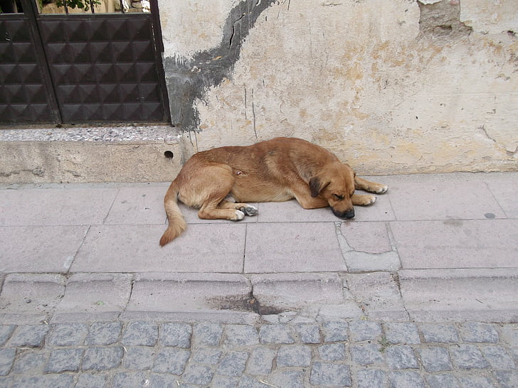 Χαριτωμένο, σκύλος, κοιμάται