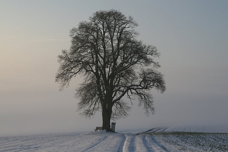 zimowe, mgła, śnieg, świetle poranka, zimno, krajobraz, Natura
