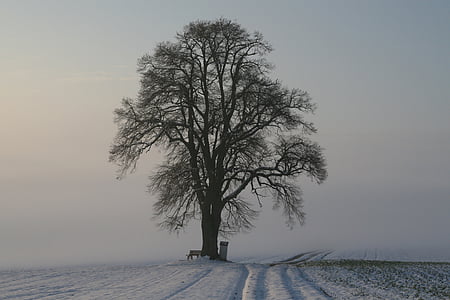 зимни, мъгла, сняг, сутрешната светлина, студено, пейзаж, природата