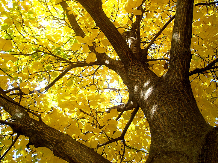 Herbst, Holz, Ethnographische Freilichtmuseum, Baum, Blatt, Natur, gelb