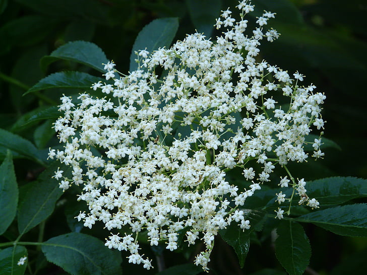 Šeivamedžio uogų gėlė, juodos šeivamedžio uogos, žiedų, žydėti, balta, Sambucus nigra, laikiklis bush