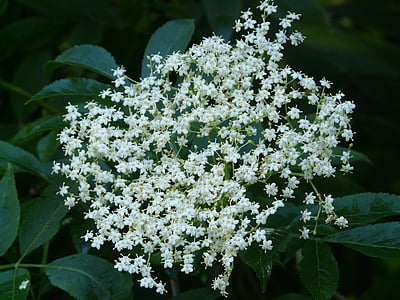 Mürver çiçeği, siyah mürver, çiçeği, Bloom, Beyaz, Sambucus nigra, tutucu bush