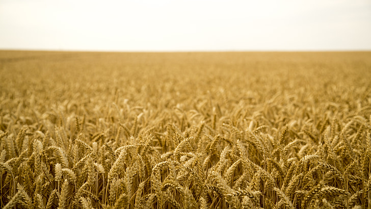 mai tian, wheat, open 闊, landscape, gold yellow