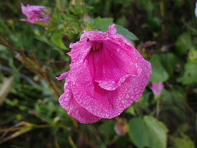 Уайлдфлауэр, Утренняя роса, мокрый, цветок, розовый цветок, капель растений листья, воды