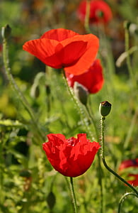 flor de rosella, Rosella, flor, flor, klatschmohn, flor, Rosella vermella