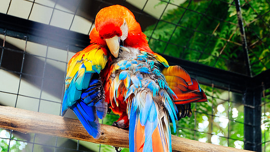putns, PET, papagailis, dzīvnieku, spalva, savvaļas dzīvnieki, krāsains