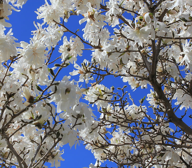Magnolia, puu, valge, sinine taevas, kevadel, soojaks, põõsas