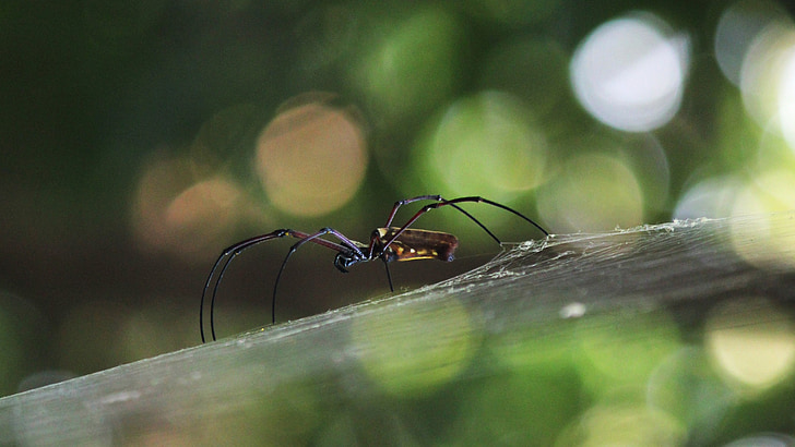 web, aranya, natura, insecte