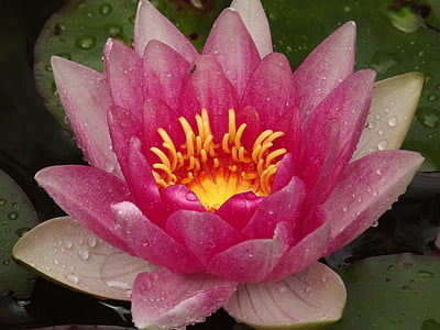 Vodní lilie, rybník, vodní rostlina