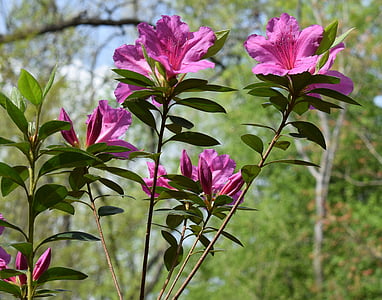 hot pink azalea, azalea, flower, blossom, bloom, shrub, bush