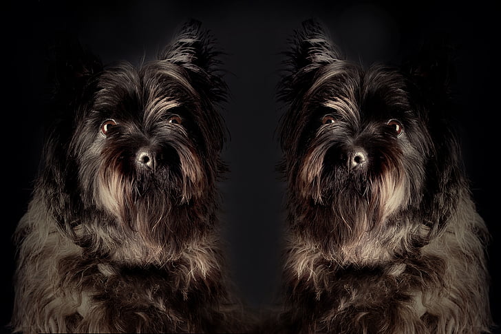 pes, dvojčata, domácí zvíře, portrét, zvířecí portrét, výraz, hlava