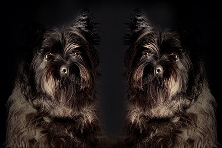 hunden, Tvillingene, kjæledyr, stående, dyr portrett, uttrykk, hodet