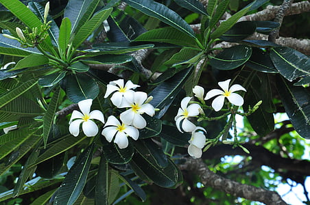 plumeria, plant, flowers