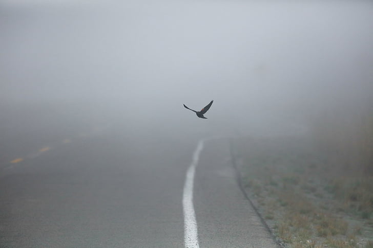 road, street, fog, outdoor, bird, animal, flying