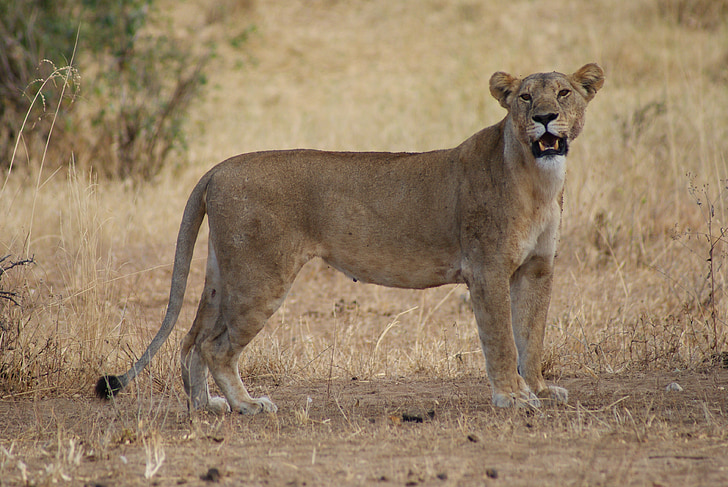 Lioness, lejon, Afrika, djur, Safari, naturliga, hotade