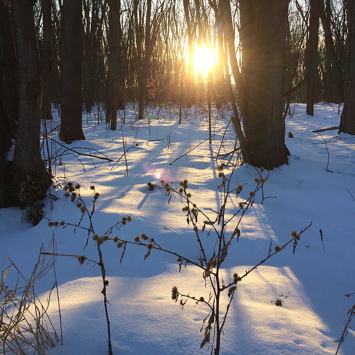 winter, Québec, Canada, sneeuw, natuur, bos, boom