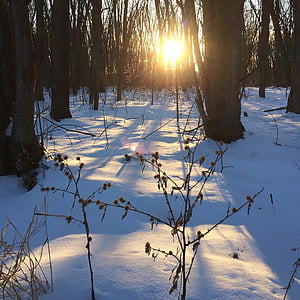 Zima, Québec, Kanada, snijeg, priroda, šuma, drvo