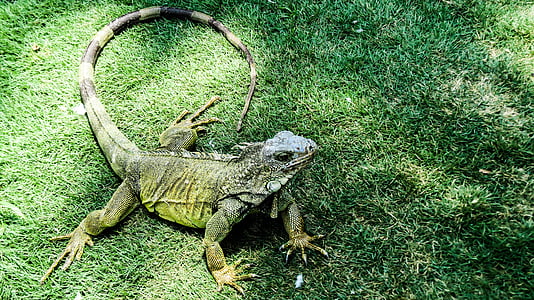 Iguana verda, llangardaix, rèptil, natura, criatura, Zoologia, món animal