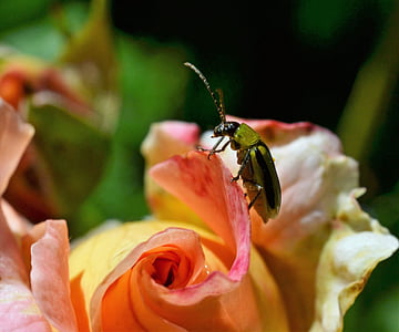 Escarabajo verde, color de rosa, insectos, cerrar