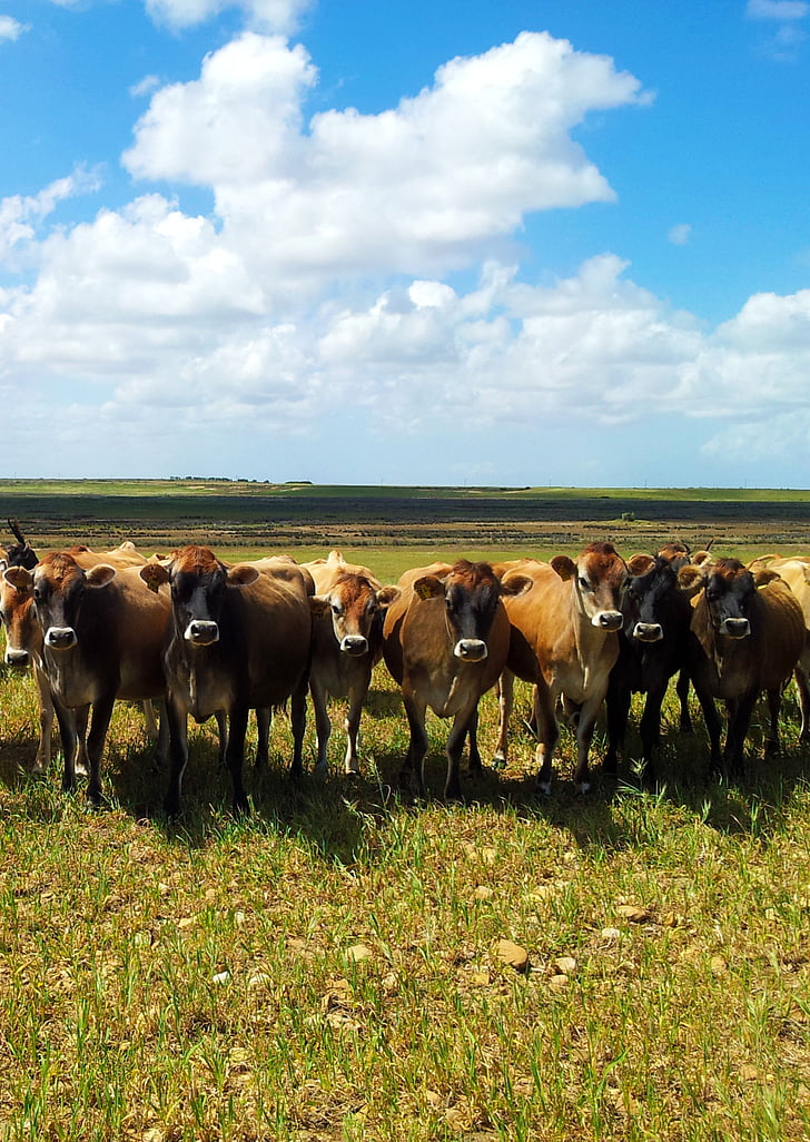 Dél-Afrika, Farm, gazdálkodás, szarvasmarha, tehenek, vidéken, festői