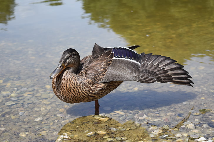 duck, poultry, water bird, bird, nature, wing, wings spread open