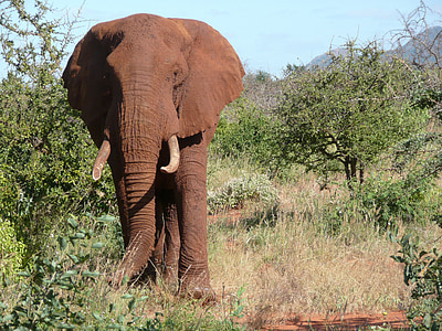 赤, 象, ツァボ, ケニア, 動物, 野生動物, 大きな
