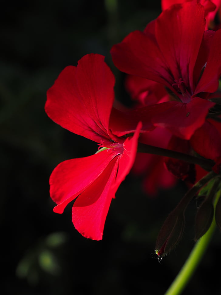 pelargonie, červená, závod, květiny, barevné, zahradní pelargónie, zablokuje se pelargónie