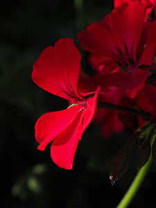 Geranio, rosso, pianta, fiori, colorato, geranio giardino, appendere il geranio