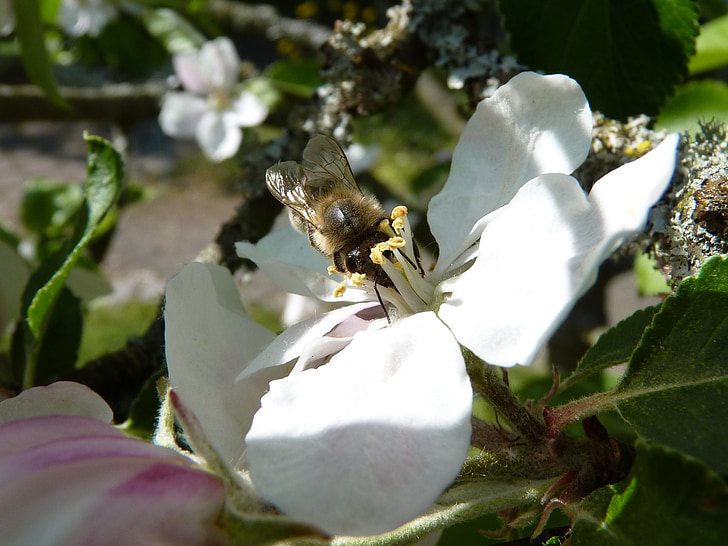 abeja, flor de la manzana, Apple, flor, floración, cerrar, polen