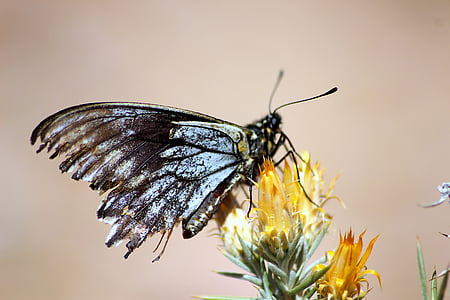 gorskih, Čile, La Serena objavila svoje, metulj, insektov, narave, metulj - insektov
