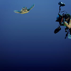 Marine leven, schildpad, onderwater