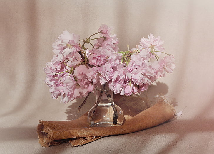 cvijeće, Trešnjin cvijet, cvatnje grančica, roza, ružičasto cvijeće, vaza, staklo