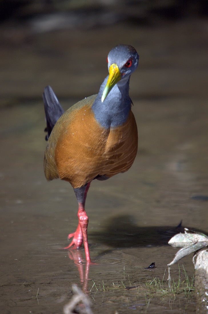 trilho da água, pássaro, Llanos, Venezuela, animal, natureza, vida selvagem