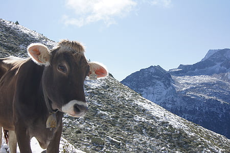 Alpina, montanhas, vaca, vacas, Alm, gado, paisagem