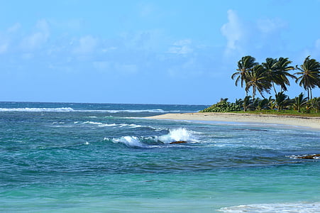 Tradewinds, plaža, oceana, Guadeloupe, nebo, dlan, more