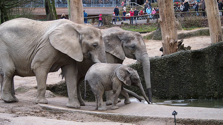 Gajah, kebun binatang, Wuppertal, berenang, hewan, satwa liar, Mamalia