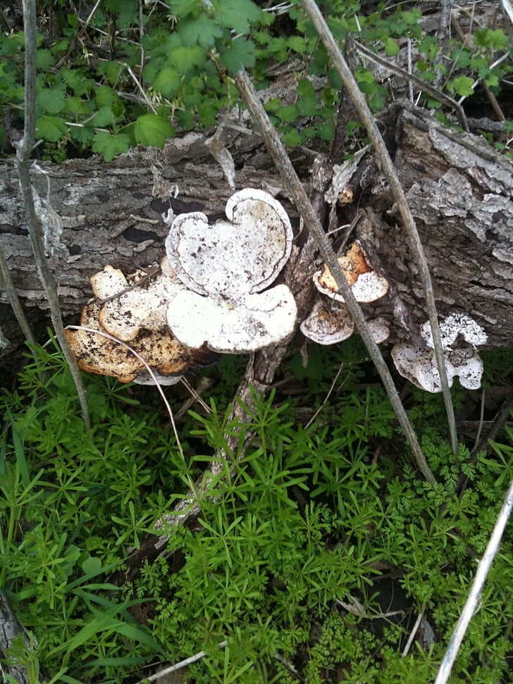 mushrooms, tree, bark, decayed, dead, old, fungus